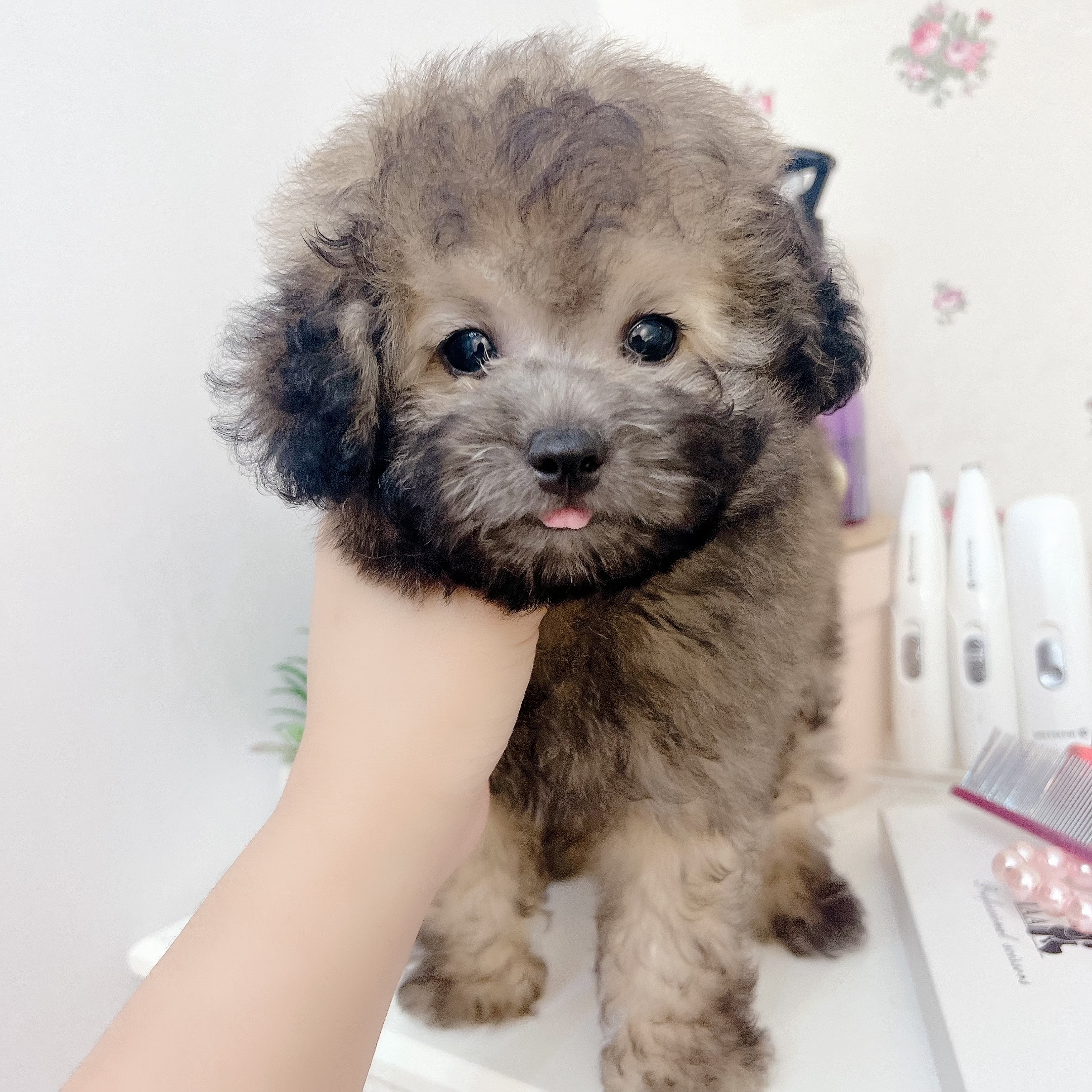 Jual silver cheap toy poodle